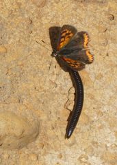 Lycaena phlaeas phlaeoides