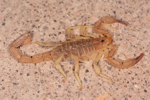 Russell's Scorpion