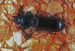 Clivina dentipes