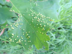 Neuroterus saltarius