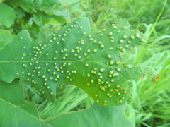 Neuroterus saltarius