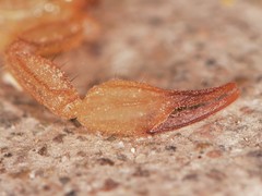 Chihuahuanus russelli