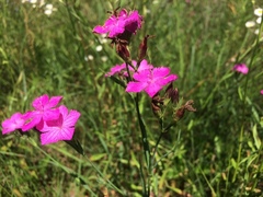 Dianthus chinensis