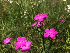 Dianthus chinensis
