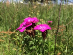 Dianthus chinensis