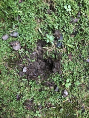 Melogale subaurantiaca