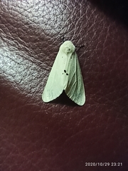 Spilarctia subcarnea