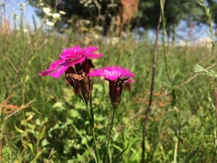 Dianthus chinensis