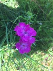 Dianthus chinensis