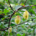 Perkinsiodendron macgregorii - Photo (c) 曾云保, some rights reserved (CC BY-NC), uploaded by 曾云保