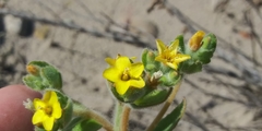 Mentzelia micrantha