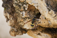 Ancistrocerus reconditus