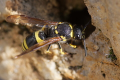 Ancistrocerus reconditus