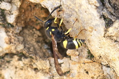 Ancistrocerus reconditus