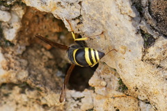 Ancistrocerus reconditus