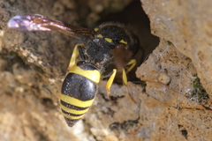 Ancistrocerus reconditus