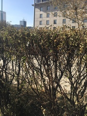 Caragana arborescens