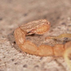 Chihuahuanus russelli
