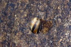 Nerita polita