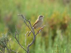 Curruca conspicillata