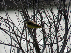 Motacilla flava iberiae