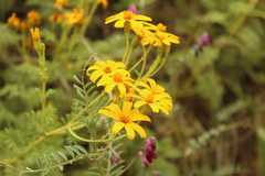 Tagetes zypaquirensis