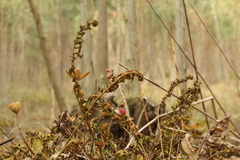 Pleopeltis orientalis