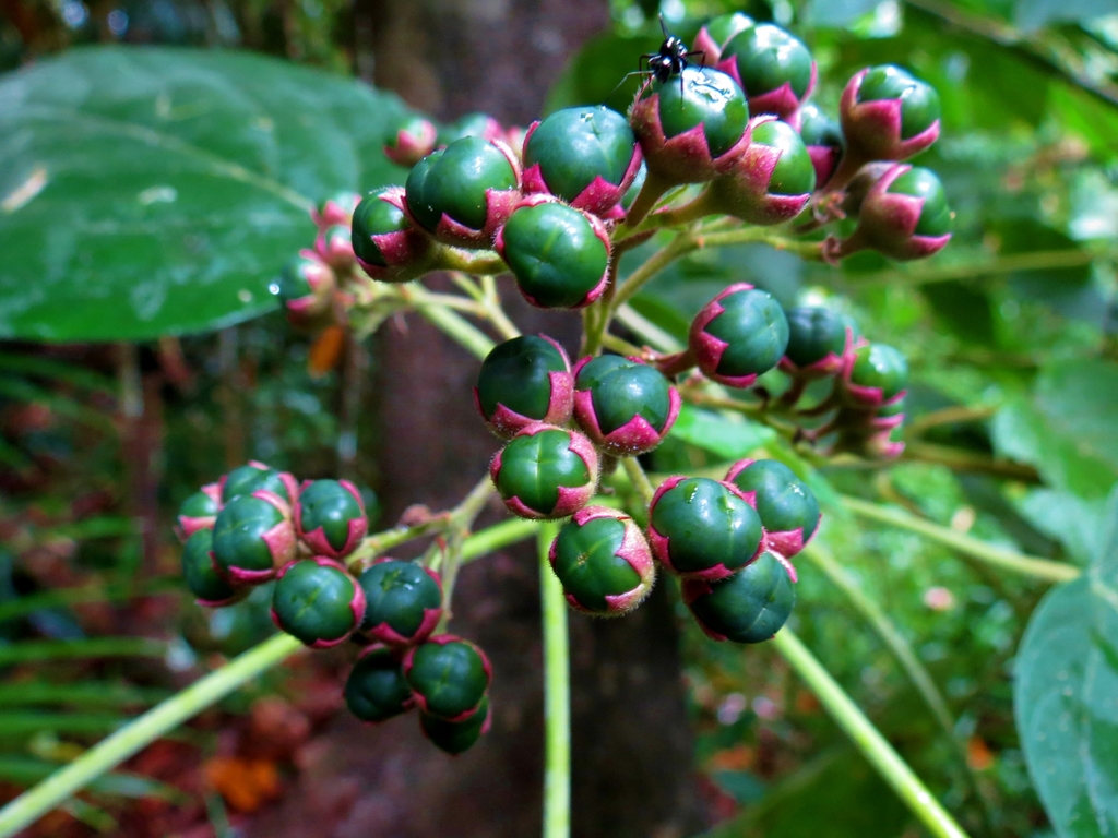 Clerodendrum tracyanum
