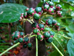 Clerodendrum tracyanum