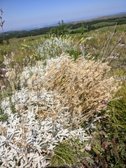 Cerastium biebersteinii