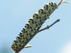 Cucullia scrophulariae