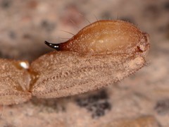 Chihuahuanus russelli