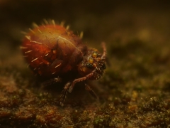 Lipothrix lubbocki