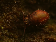 Lipothrix lubbocki