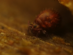 Lipothrix lubbocki