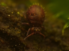 Lipothrix lubbocki