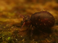 Lipothrix lubbocki