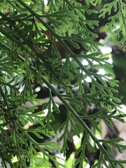 Asplenium theciferum