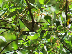 Phylloscopus ibericus