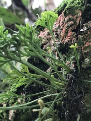 Asplenium theciferum