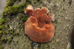 Raduliporus aneirinus