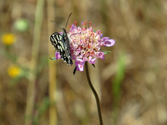 Melanargia ines