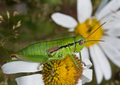 Pseudopodisma transilvanica