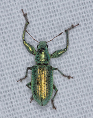 Hadromeropsis opalina