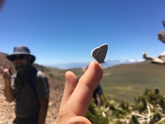 Icaricia icarioides albihalos