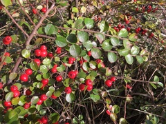 Cotoneaster hjelmqvistii