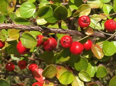 Cotoneaster hjelmqvistii