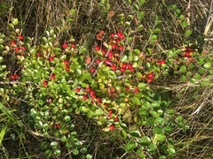 Cotoneaster hjelmqvistii