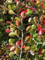 Cotoneaster hjelmqvistii