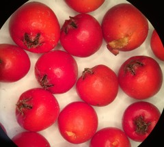 Cotoneaster hjelmqvistii